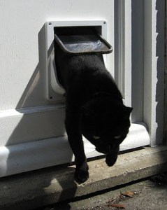 cat-flap
